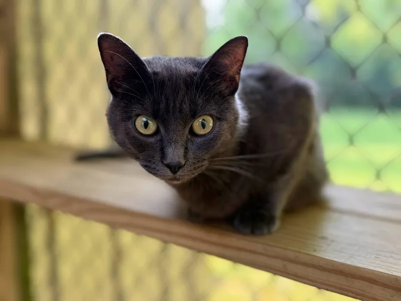 An adult medium-sized female Gray / Blue / Silver Domestic Short Hair cat named Cinder for adoption in Richmond Dale, OH