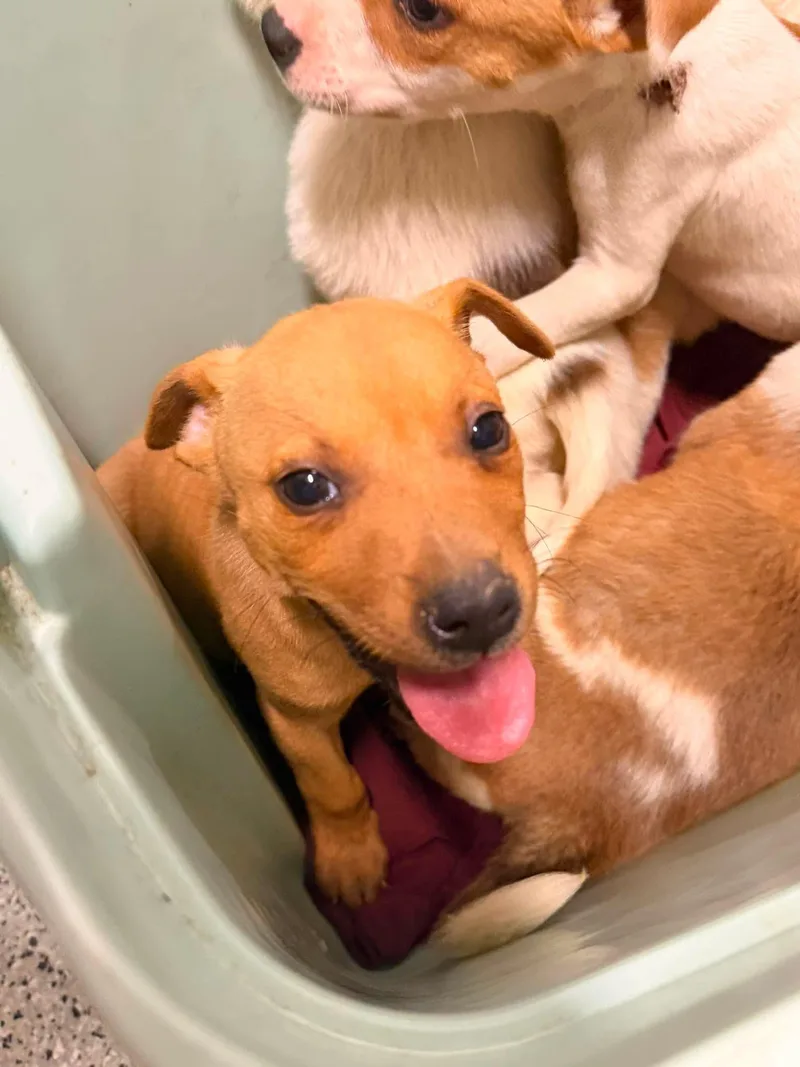 A baby medium-sized male Jack Russell Terrier dog named Bucket for adoption in Holly Springs, NC