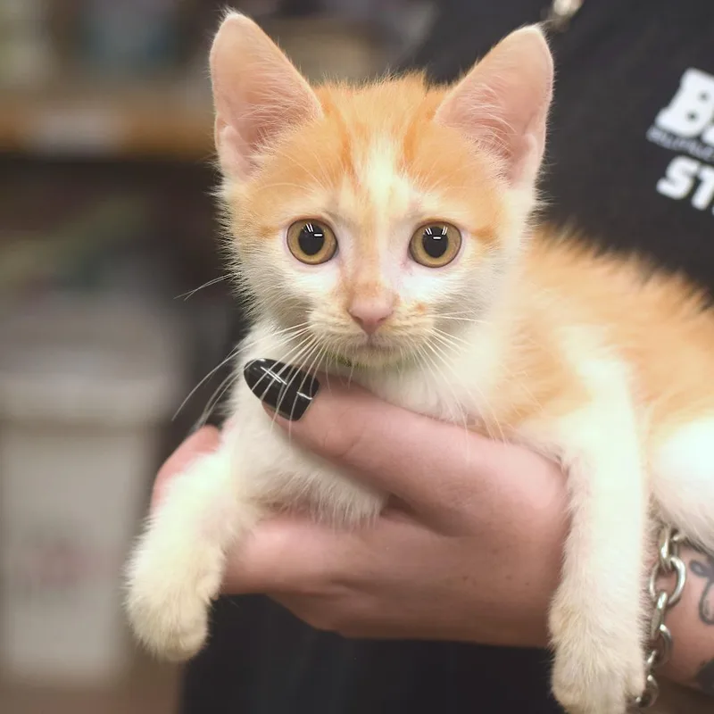 A baby small-sized male Orange / Red Domestic Short Hair cat named Ben Mears for adoption in Belleville, IL