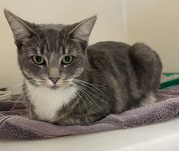 An adult medium-sized female Domestic Short Hair cat named Doormouse for adoption in Napa, CA