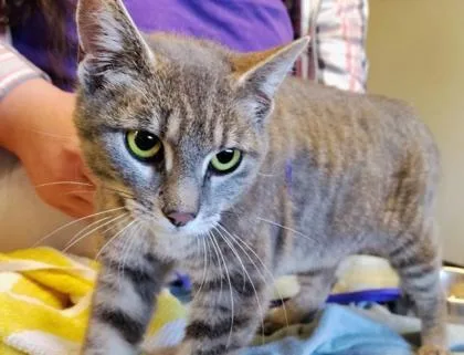 An adult medium-sized female Domestic Short Hair cat named Lyra for adoption in Kansas City, MO