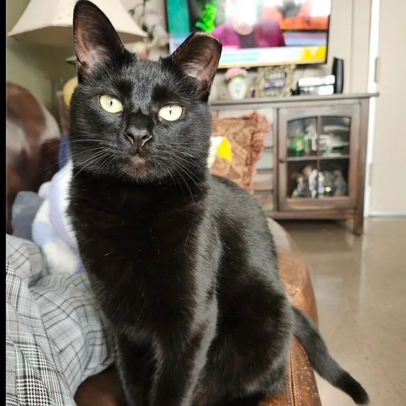 An adult medium-sized female American Shorthair cat named Blacky for adoption in bronx, NY
