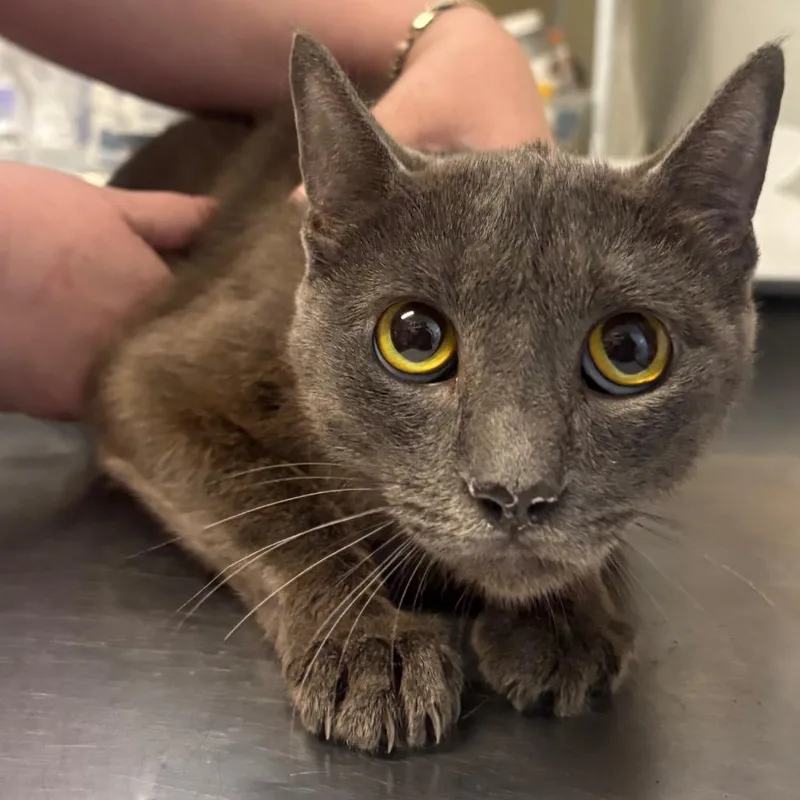 A young medium-sized female Gray / Blue / Silver Domestic Short Hair cat named Ascent for adoption in Point Richmond, CA