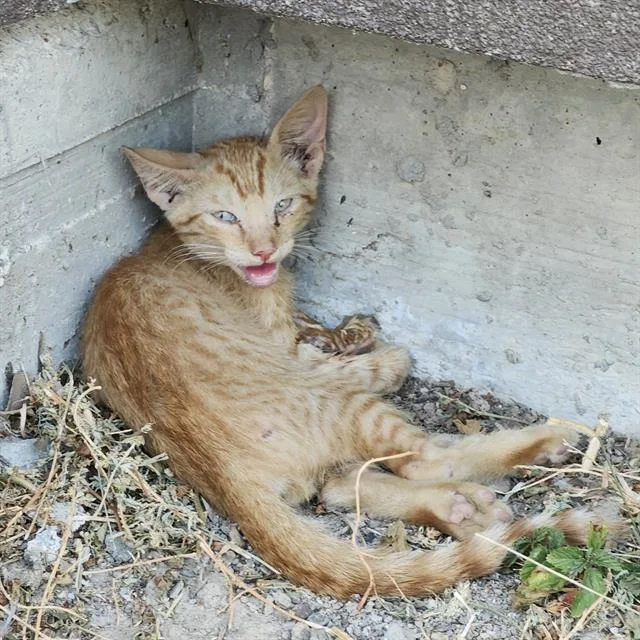 A baby small-sized male Domestic Short Hair cat named Charmie for adoption in San Antonio, TX