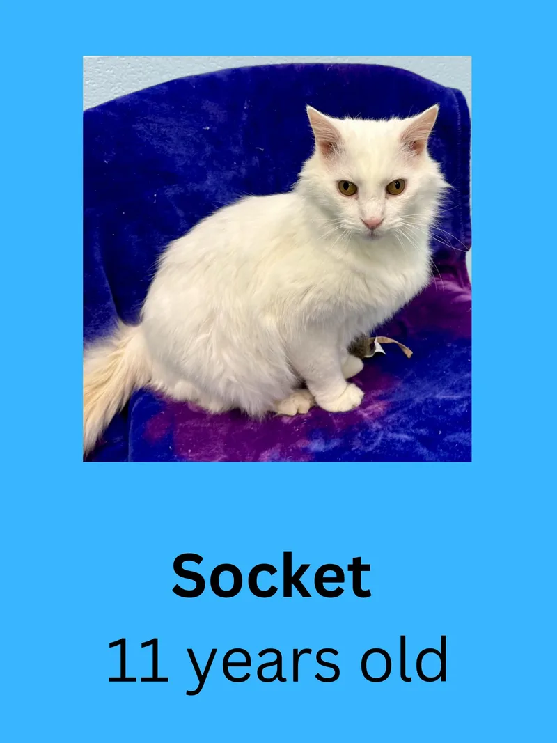 A senior medium-sized male White Domestic Long Hair cat named Socket for adoption in Ravenna, OH