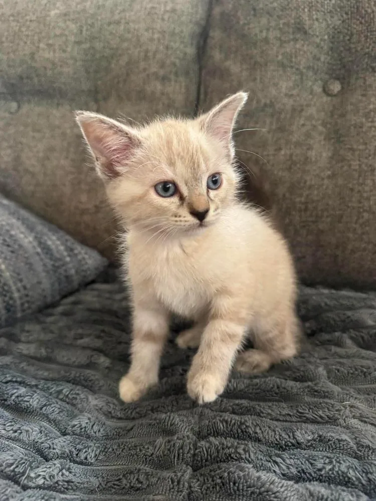 A baby small-sized female Birman cat named Circe for adoption in Shawnee, OK