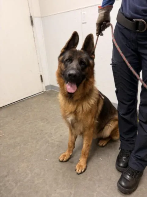 A young large-sized male German Shepherd Dog dog named Shaw for adoption in Los Angeles, CA