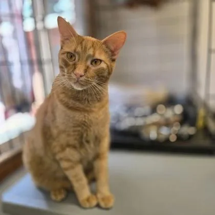 A young large-sized male Domestic Short Hair cat named Castiel for adoption in Divide, CO