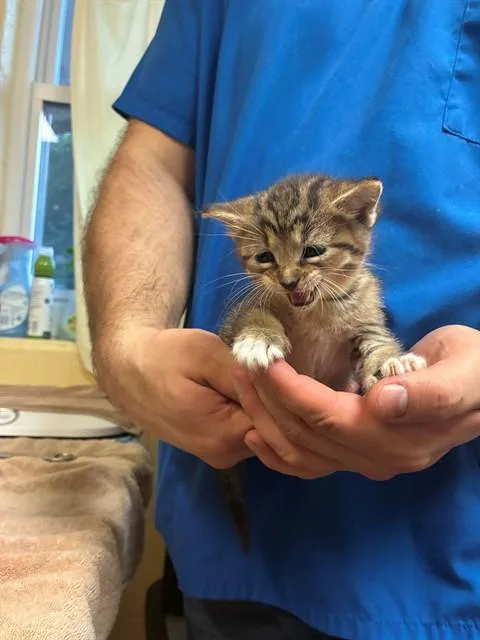 A baby medium-sized female Domestic Short Hair cat named Belle for adoption in Cookeville, TN