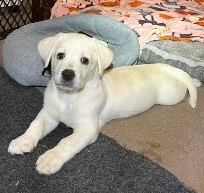 A baby medium-sized female Hound dog named Quiet for adoption in Malvern, PA
