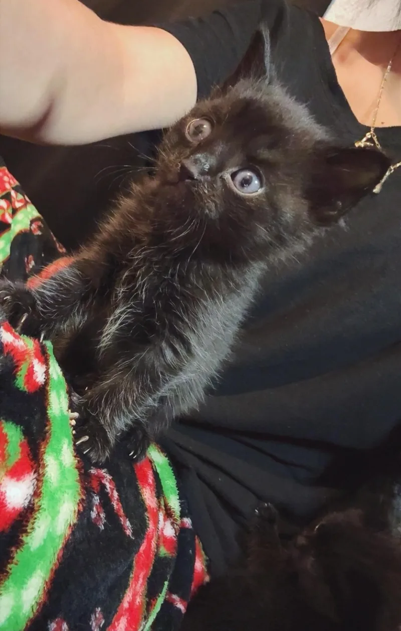 A baby medium-sized female Black Domestic Short Hair cat named Rascal for adoption in Granite Falls, NC