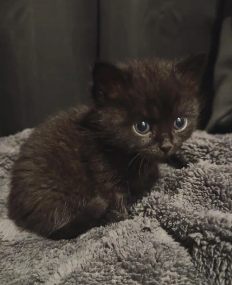 Rascal thumbnail 2