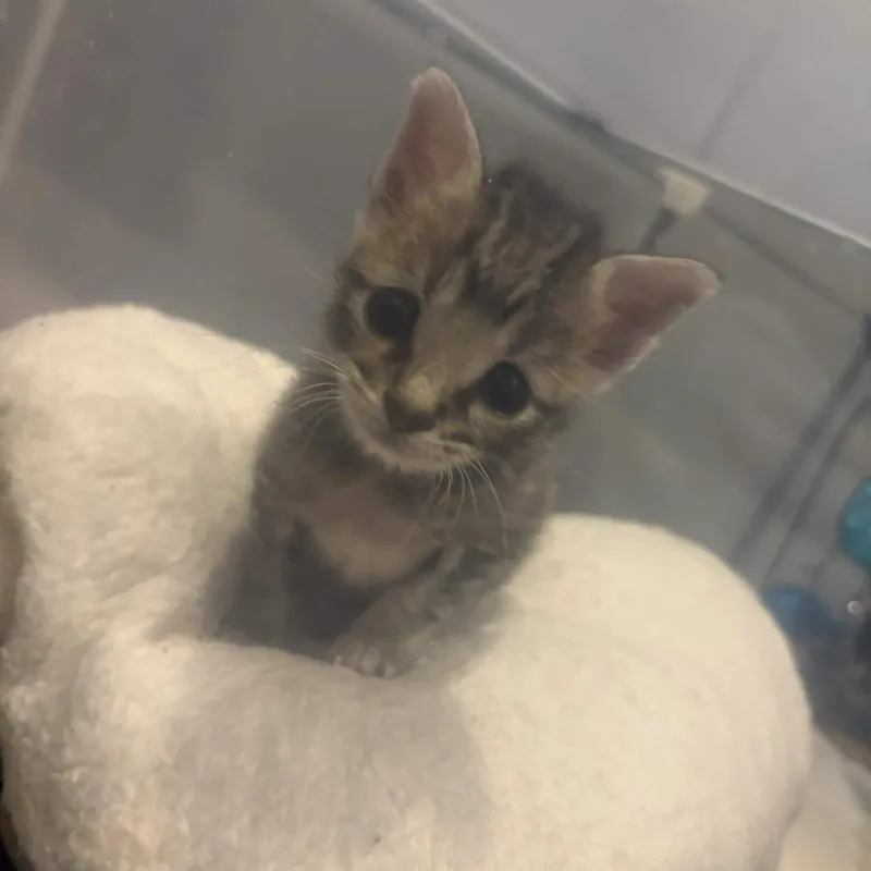 A baby small-sized male Brown / Chocolate Domestic Short Hair cat named Mochi for adoption in Delaware, OH