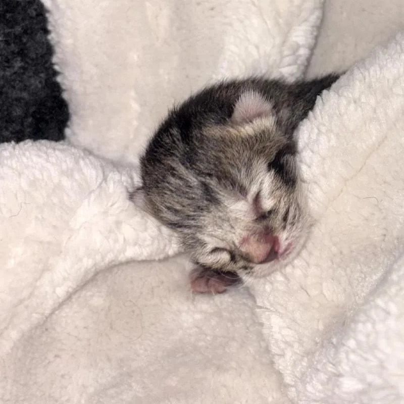 Mochi thumbnail 2