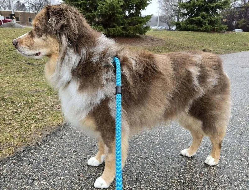 Monte