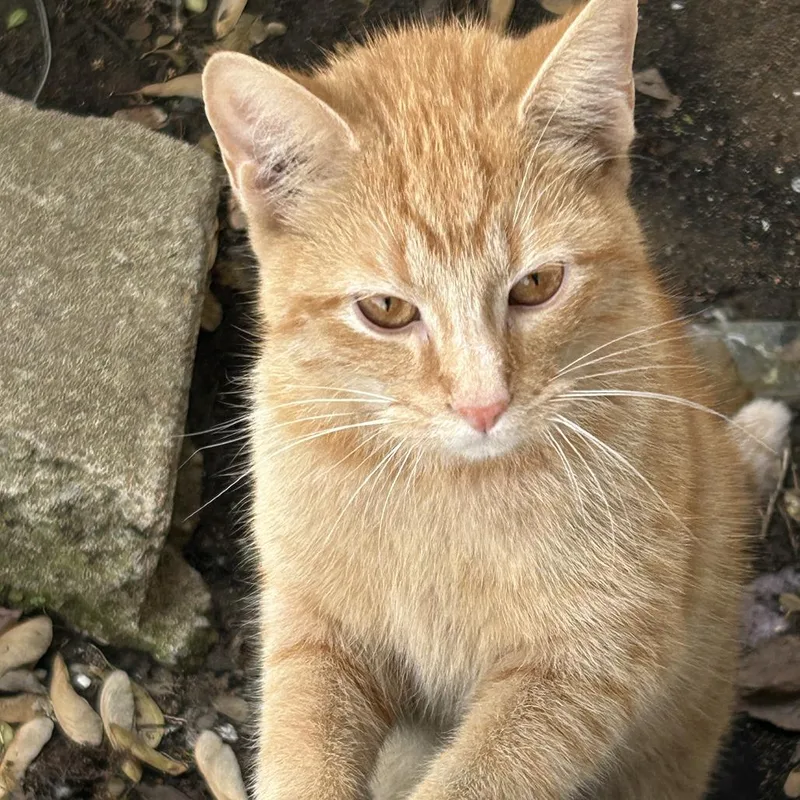 A young medium-sized female Orange / Red Domestic Short Hair cat named Chevy for adoption in Tulsa, OK