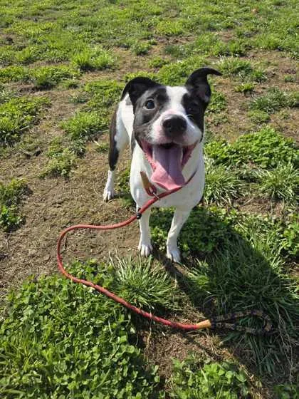 An adult small-sized female Mixed Breed dog named Josie for adoption in Sevierville, TN