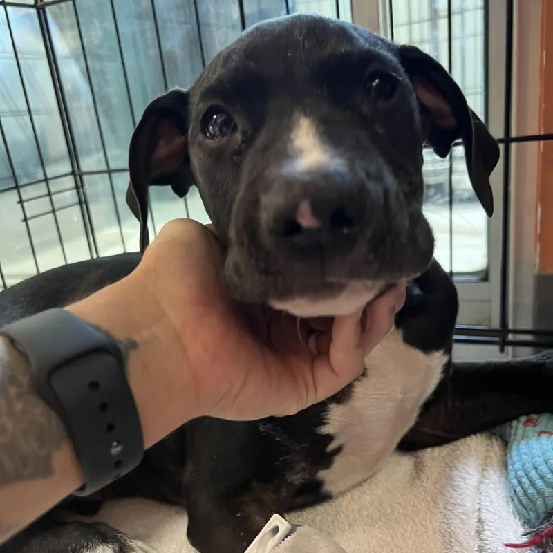 An adult medium-sized male Black Pit Bull Terrier dog named Hallow for adoption in Austin, TX