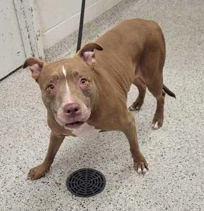 A senior large-sized female Brown / Chocolate Pit Bull Terrier dog named Honeysuckle for adoption in Kansas City, MO
