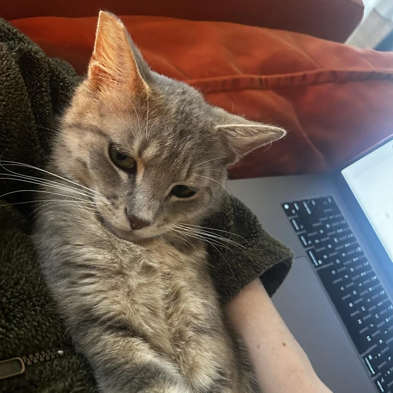 An adult medium-sized male Gray & White Domestic Short Hair cat named Earl Grey for adoption in Evanston, IL