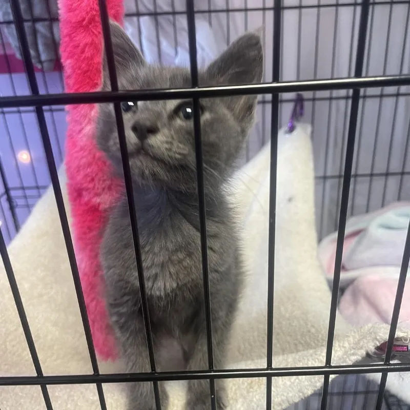 A baby small-sized male Gray / Blue / Silver Domestic Medium Hair cat named Mr. Pickles for adoption in Branson, MO