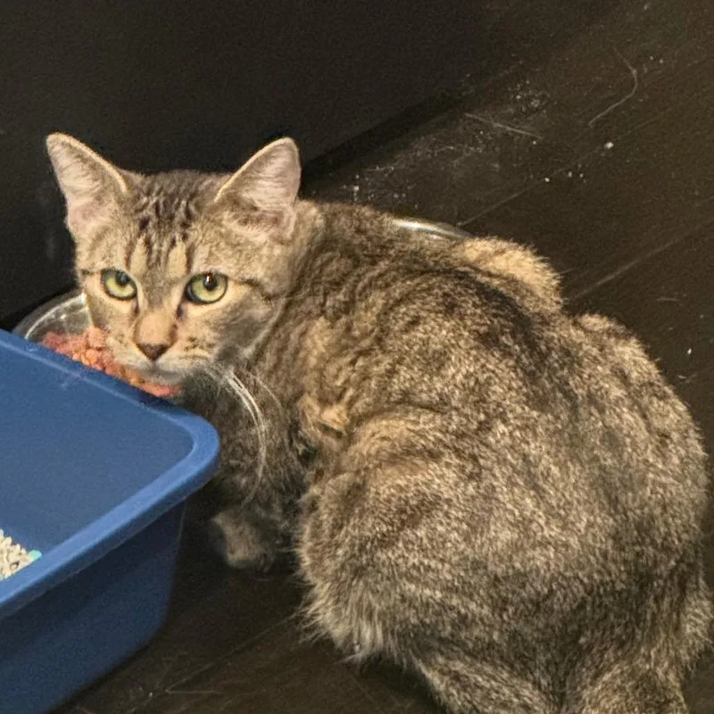 A young medium-sized female Brown / Chocolate Domestic Short Hair cat named Amanda for adoption in New York, NY