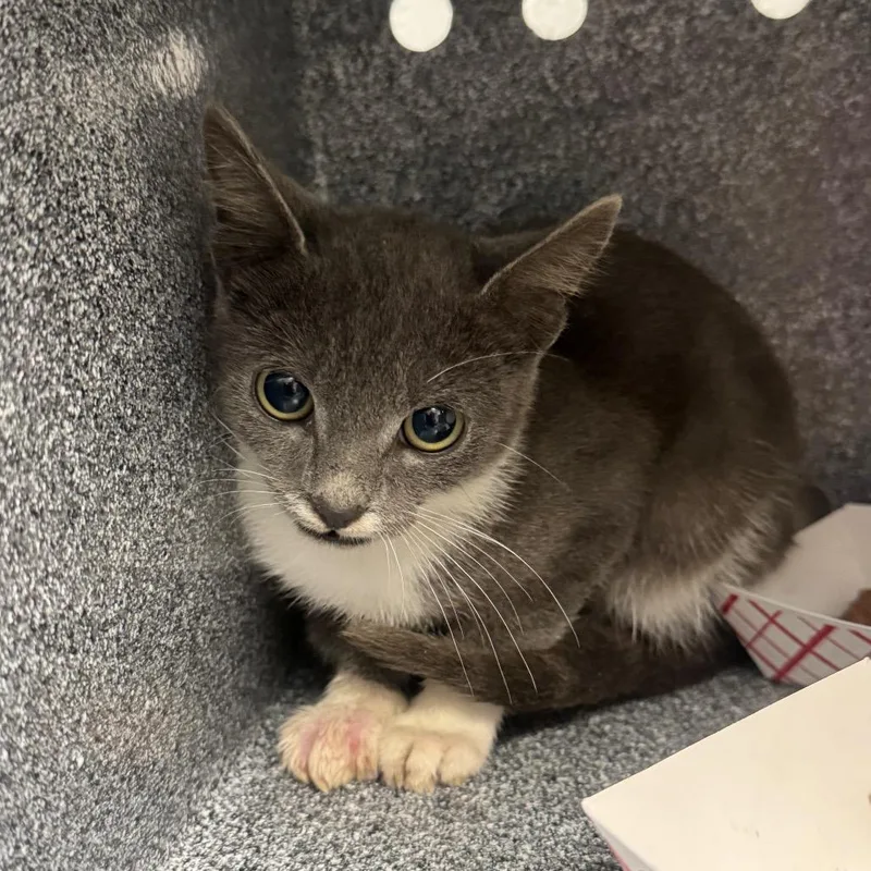 A baby small-sized male Domestic Short Hair cat named Sardine for adoption in Greenville, SC