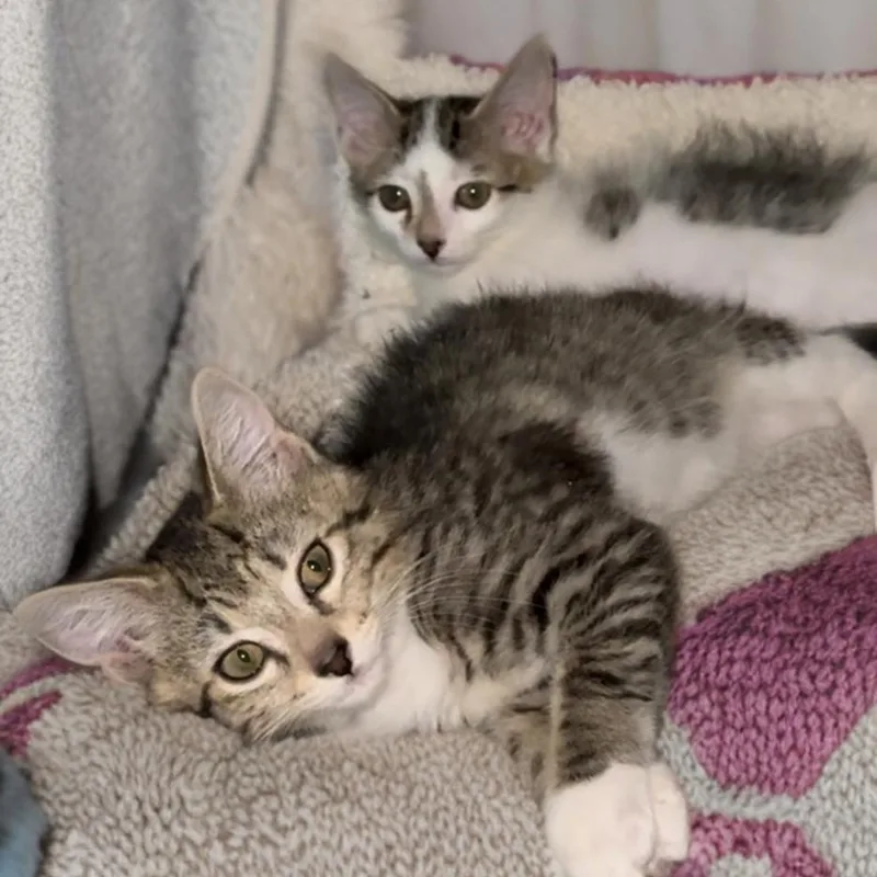 Franklin and Frazier thumbnail 3