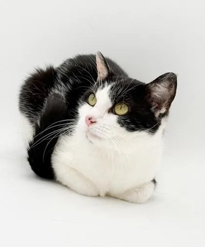 An adult medium-sized female Domestic Short Hair cat named Maria for adoption in Bowling Green, KY