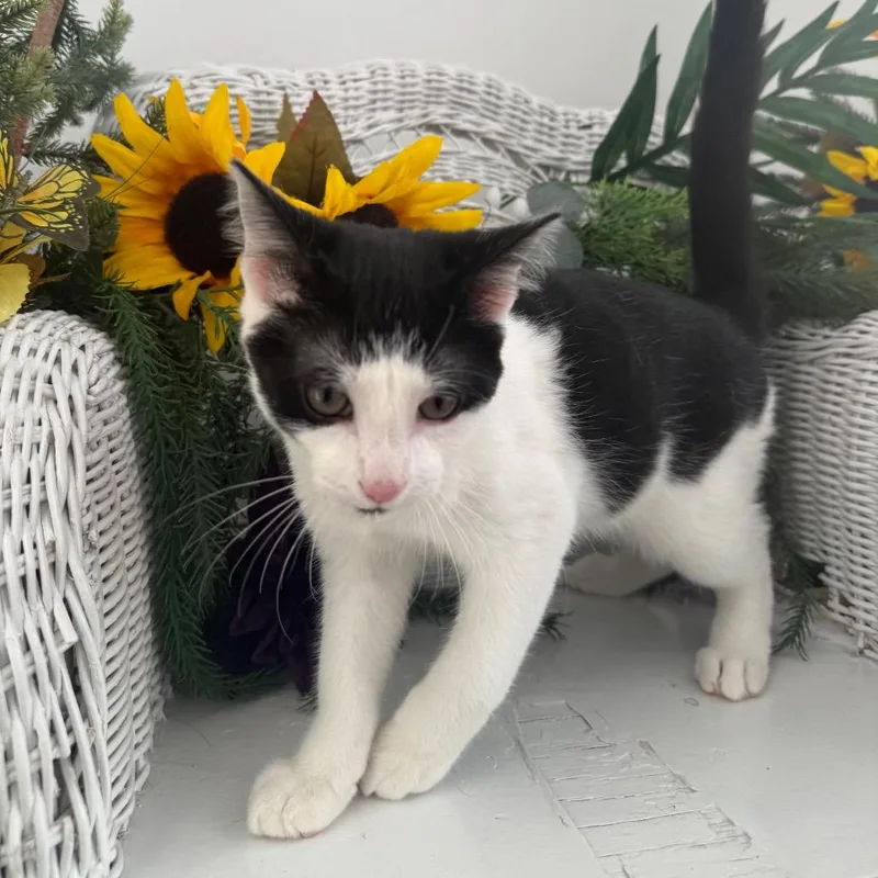 A young small-sized male Black Domestic Short Hair cat named Purrfect Panther for adoption in Eaton Rapids, MI