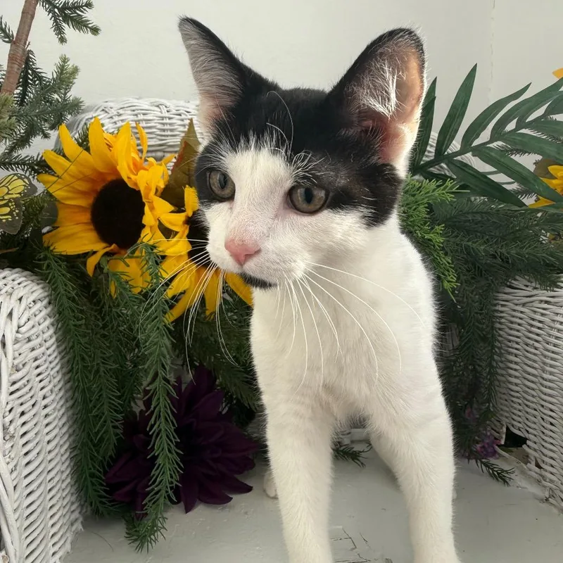 Purrfect Panther thumbnail 4