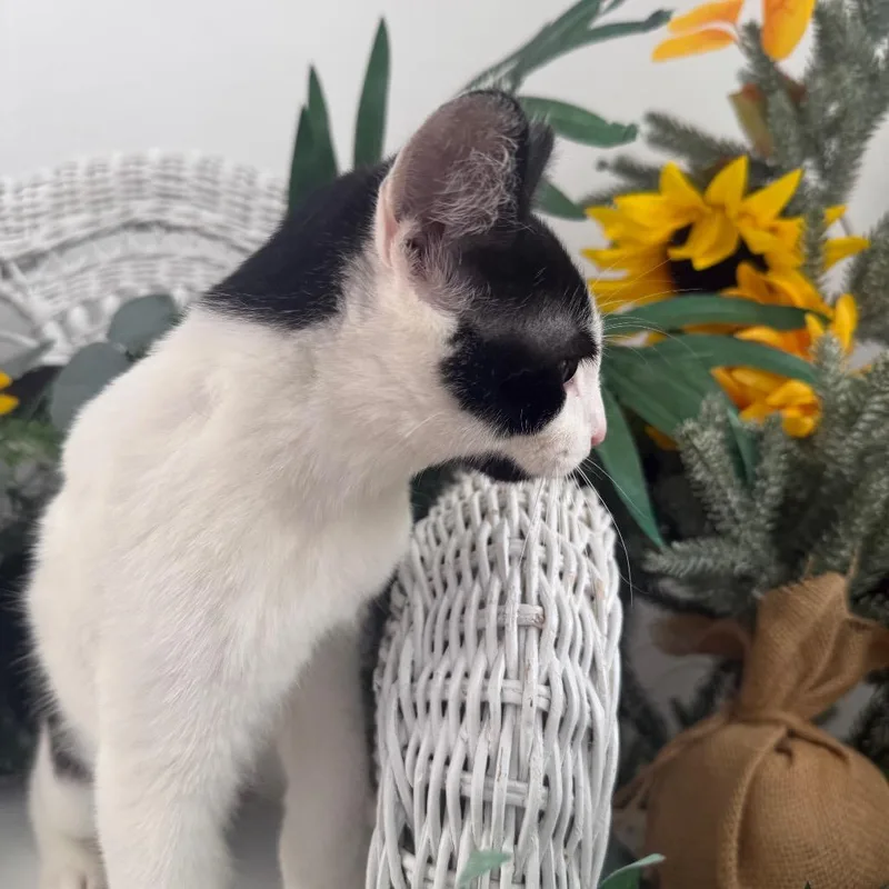 Purrfect Panther thumbnail 6