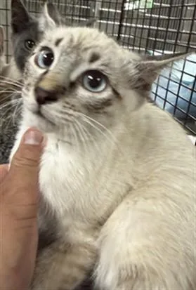 A baby small-sized female Domestic Short Hair cat named Oakley for adoption in Van Nuys, CA