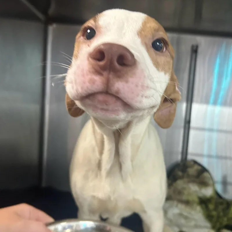 A young medium-sized male Brown / Chocolate Mixed Breed dog named Curtis for adoption in Allegan, MI