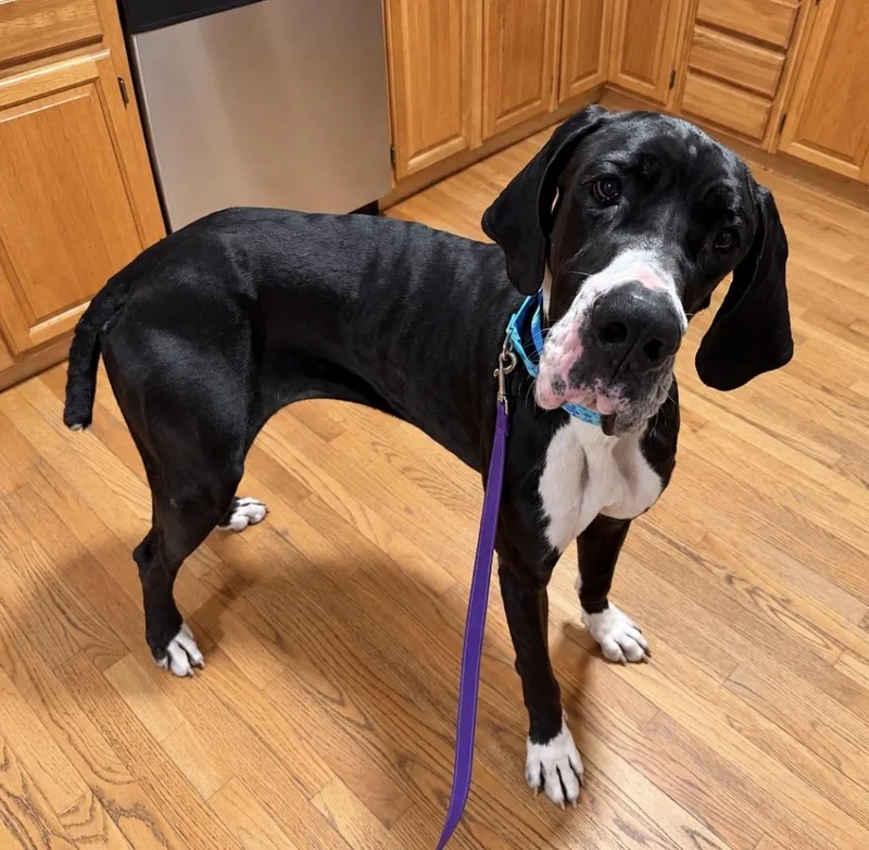 An adult extra large-sized female Black Great Dane dog named Freya for adoption in Pelham, NH