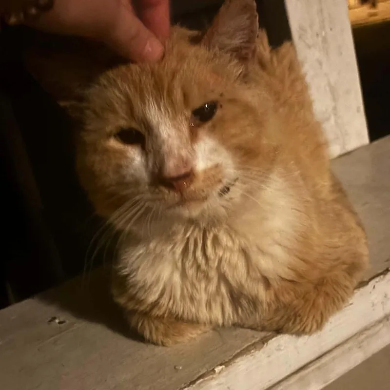 A senior medium-sized male Orange / Red Domestic Short Hair cat named Justin for adoption in Huntington, WV