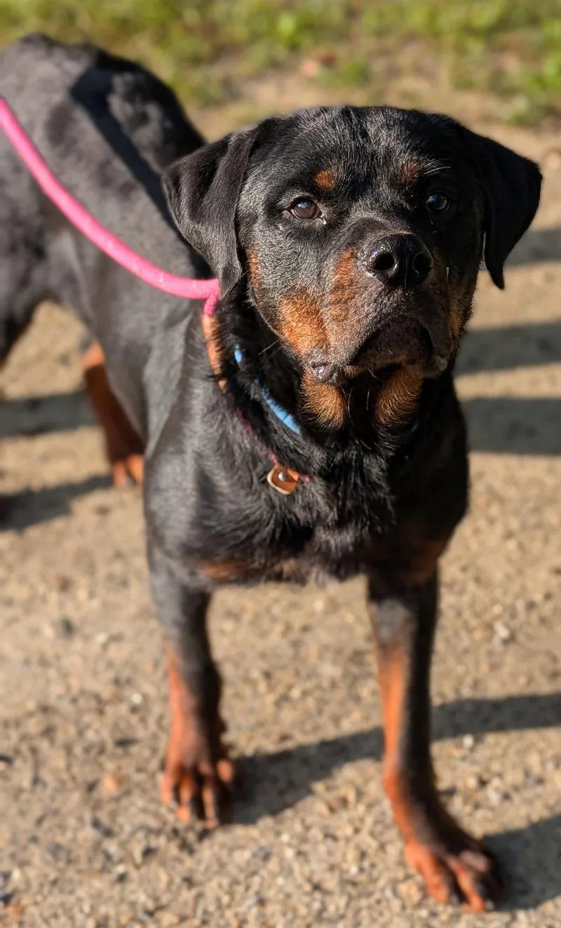 Yogi
