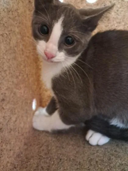 An adult medium-sized male Domestic Short Hair cat named Goblin for adoption in Shreveport, LA