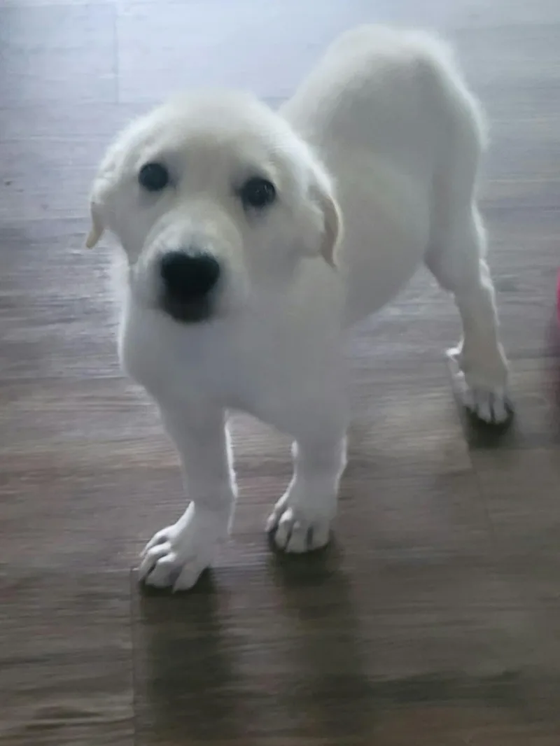 A baby large-sized female White / Cream Great Pyrenees dog named Ella Mae for adoption in Plainfield, IL