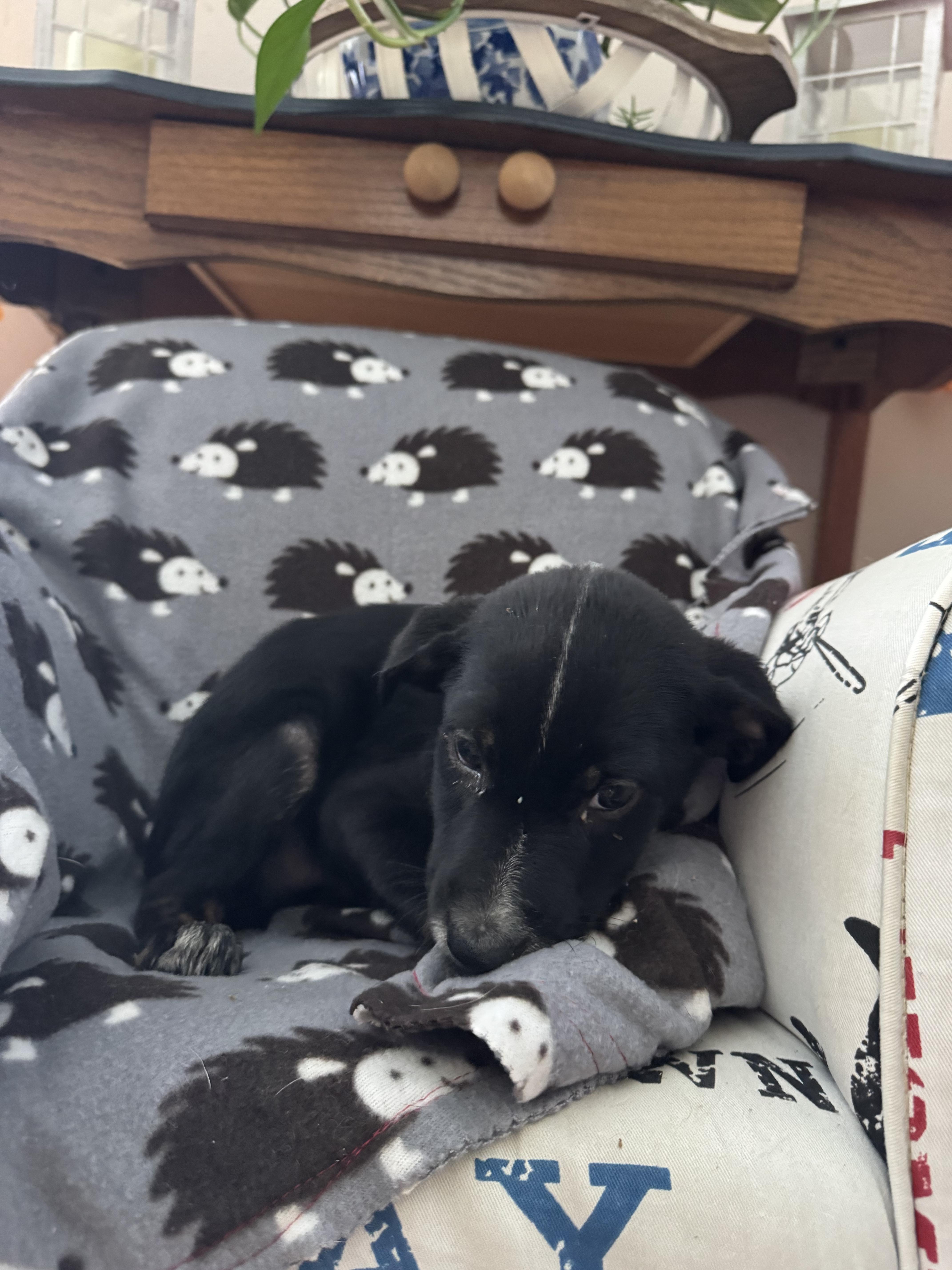 The lab mix litter