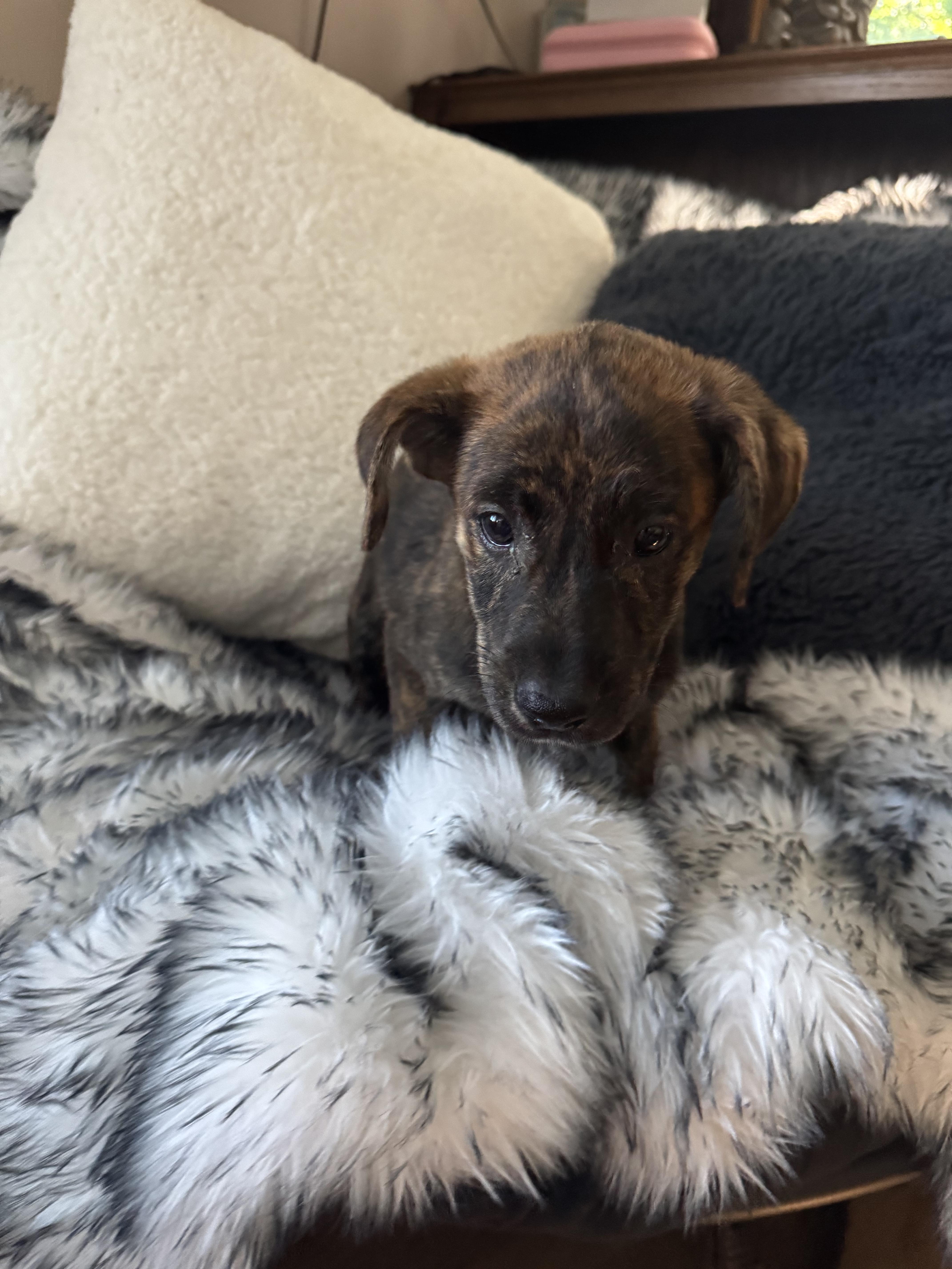 The lab mix litter thumbnail 3