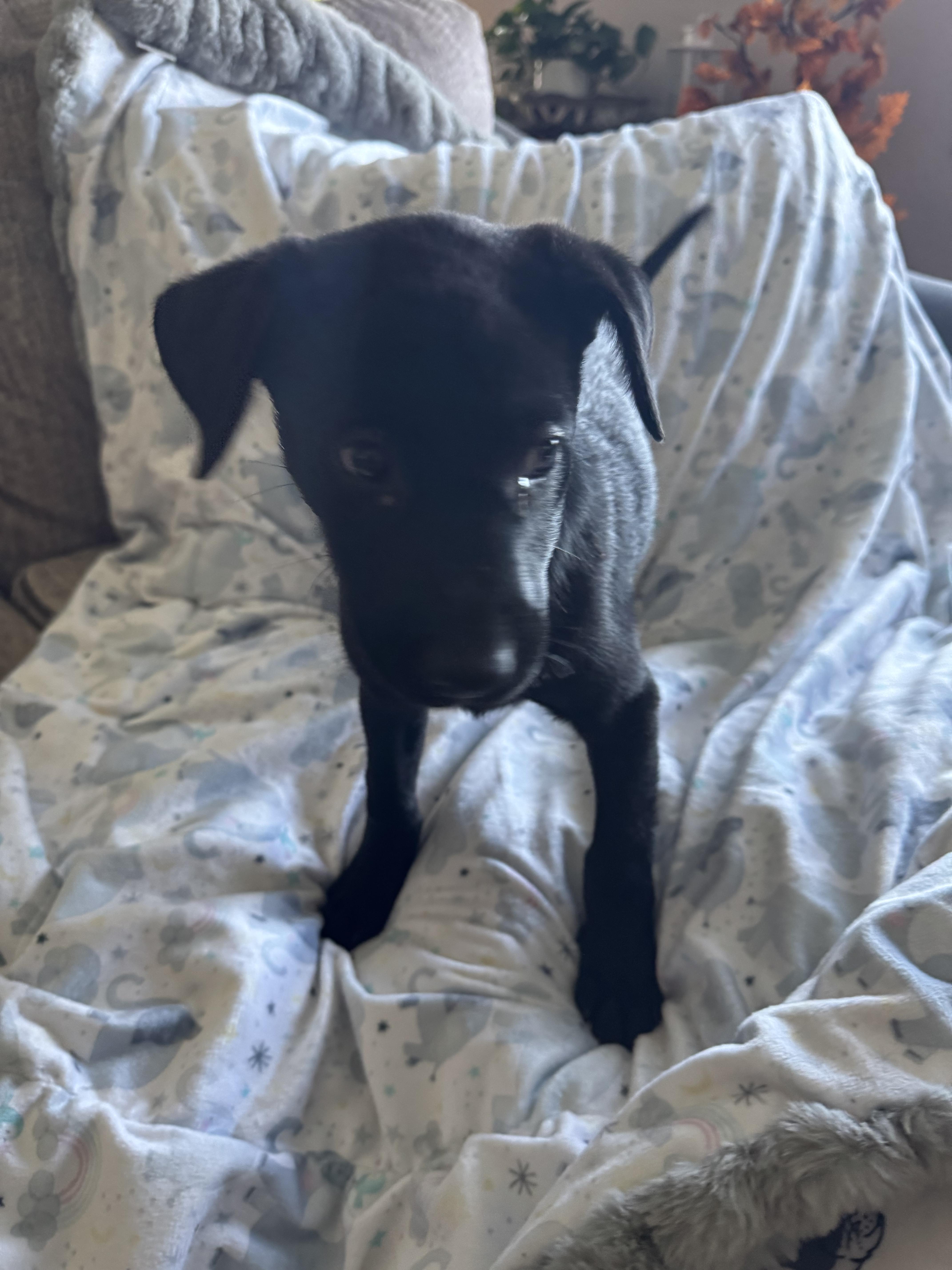 The lab mix litter thumbnail 4