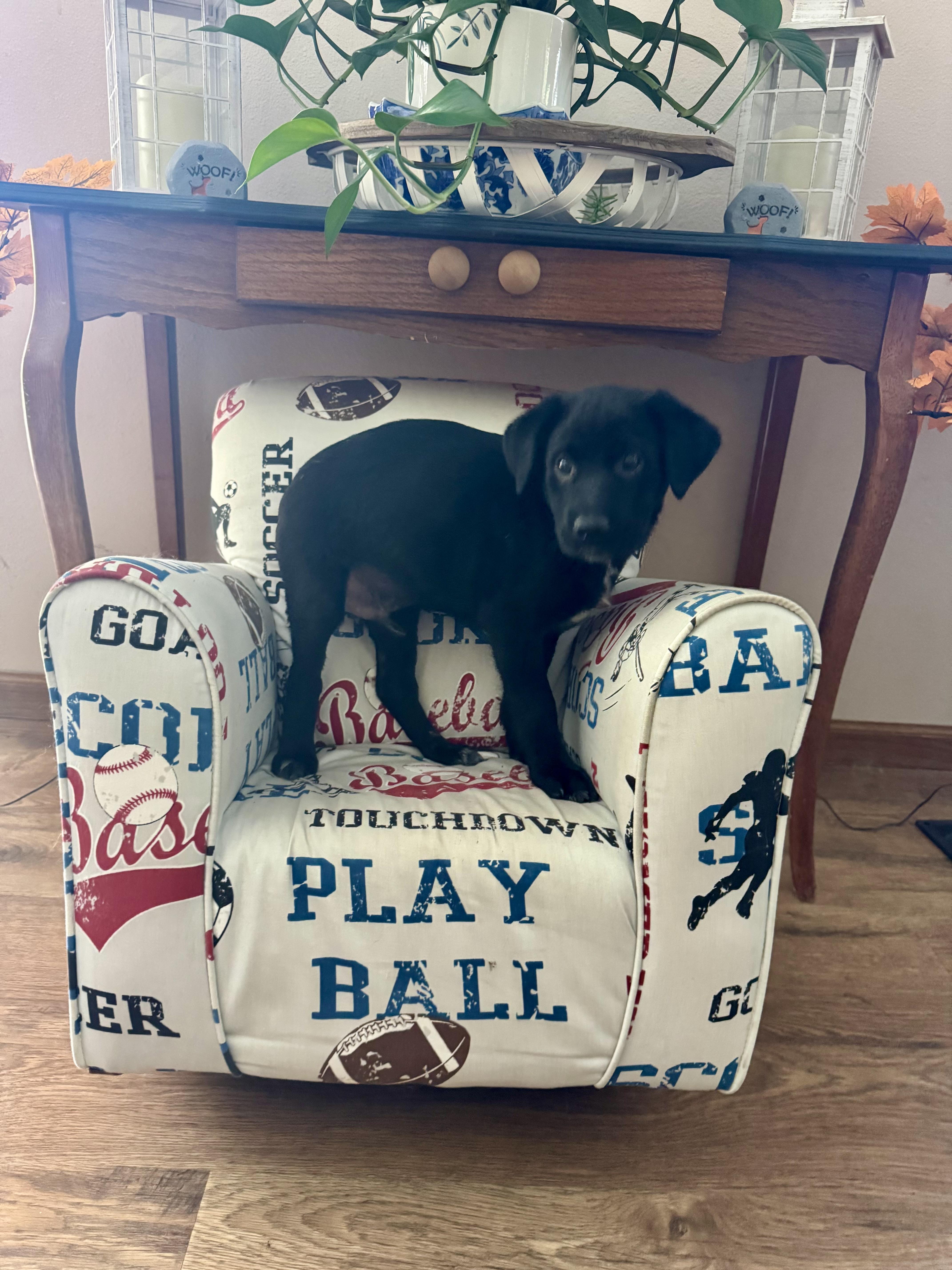 The lab mix litter thumbnail 5