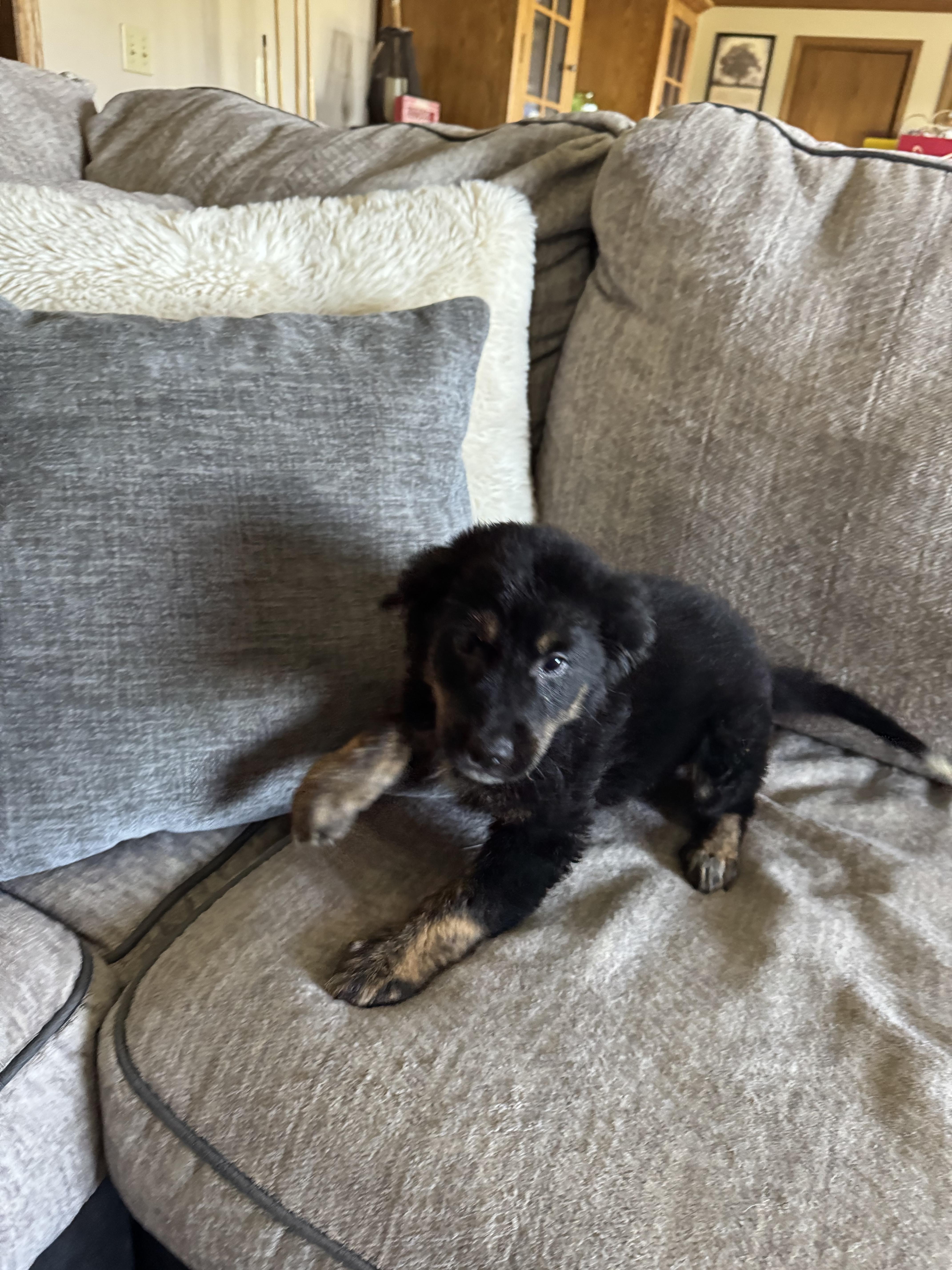 The lab mix litter thumbnail 6