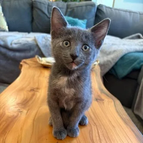A baby small-sized female Gray / Blue / Silver Domestic Short Hair cat named Magnolia for adoption in Fairway, KS