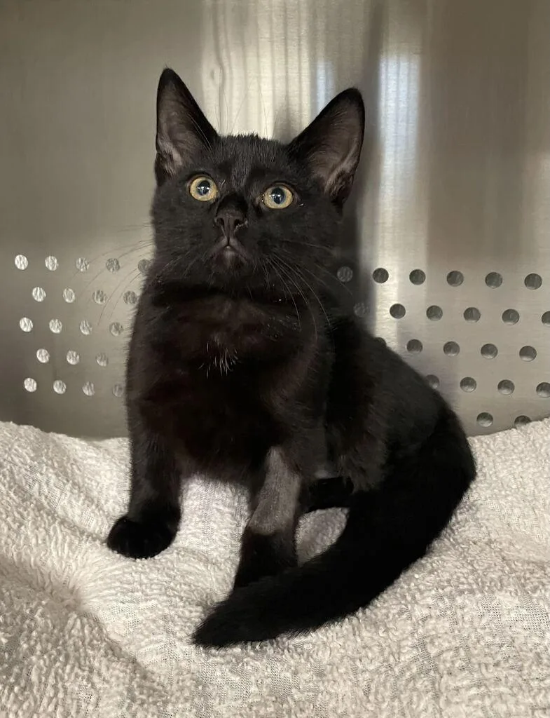 A baby small-sized female Domestic Short Hair cat named Clove for adoption in Jackson, MI