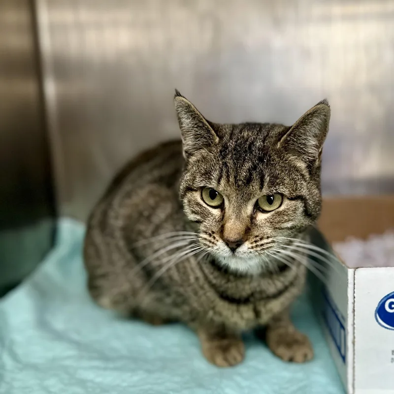 A young medium-sized female Tabby (Brown / Chocolate) Domestic Short Hair cat named Rue for adoption in Worcester, MA