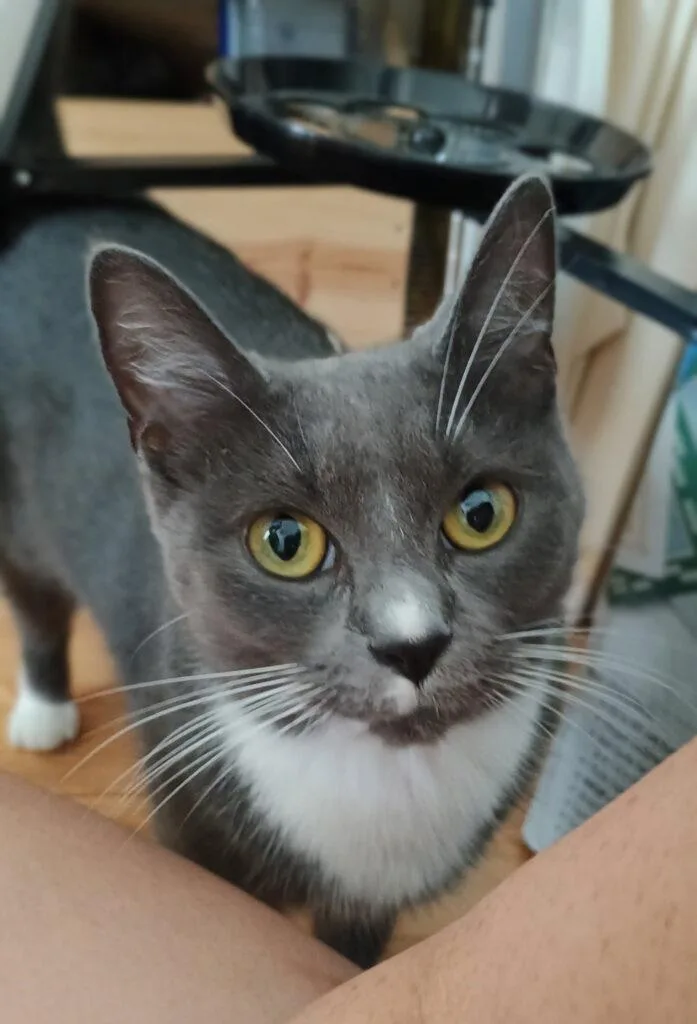 A young medium-sized female Dilute Tortoiseshell cat named Ash & Slate for adoption in Medford, MA