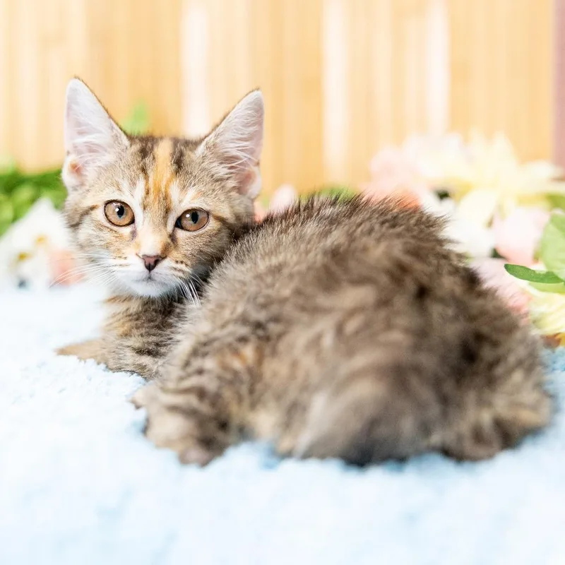 A baby small-sized female Calico Domestic Short Hair cat named Adeline for adoption in Durham, NC