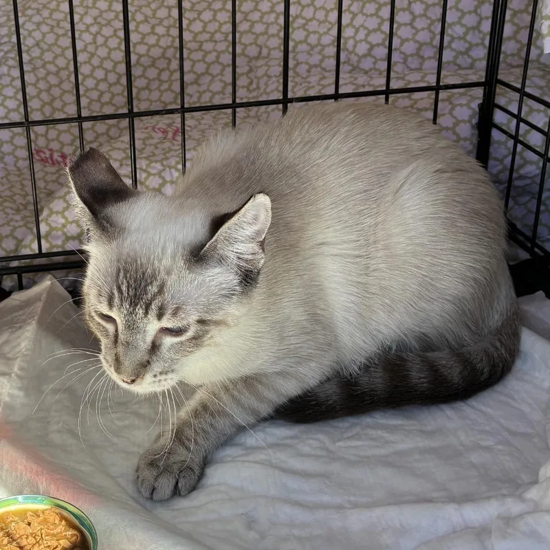 A young medium-sized female Domestic Short Hair cat named Liam for adoption in Point Richmond, CA